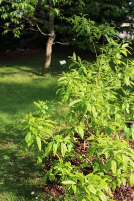 Oxydodendron arboreum - kysloun stromový - jarní habitus